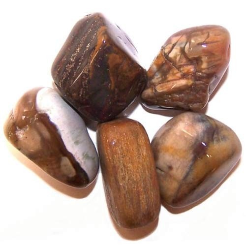 Five smooth, polished petrified wood stones are arranged on a white surface. The stones exhibit varying brown, tan, and white patterns, and are shaped into rounded forms.