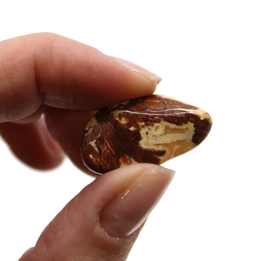 Fingers hold a small, glossy, mottled brown and beige stone. The context is a plain, white background.