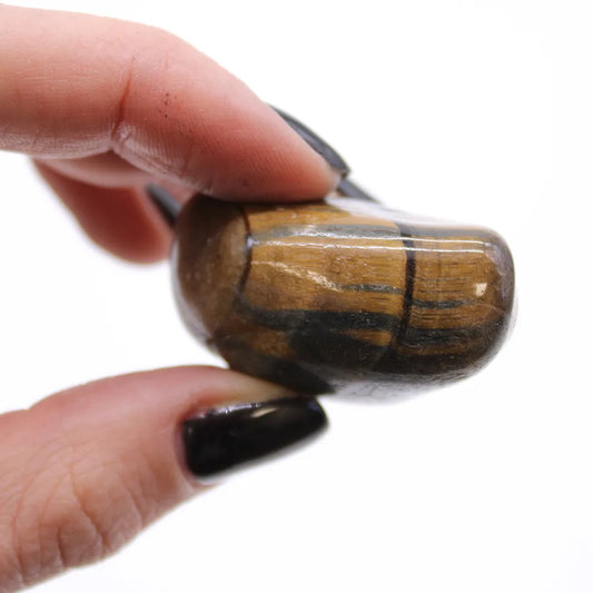 A hand with dark nails holds a polished tiger's eye stone, showcasing its golden-brown bands against a bright white background.