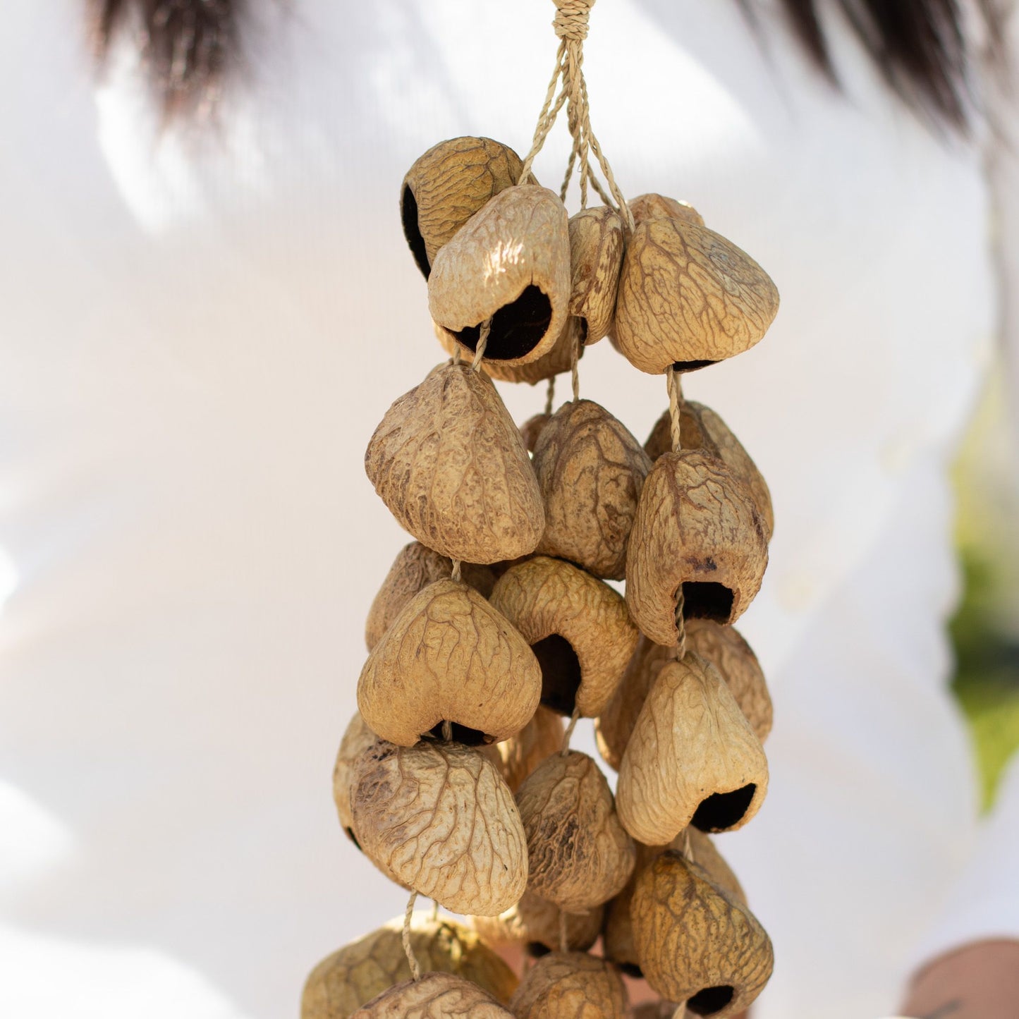 Kenari Shell Long Rattle (50 Shells)