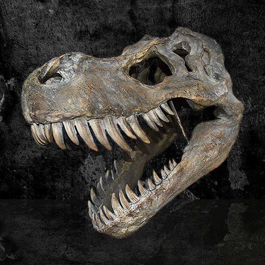 A dinosaur skull, with jaws open and sharp teeth visible, is displayed against a textured, dark background, highlighting its detailed bone structure.