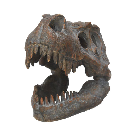 A detailed replica of a dinosaur skull sits with its jaws open, showing sharp teeth. The dark brown fossil-like texture conveys an ancient, prehistoric appearance, isolated against a white background.