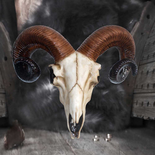 A ram skull with large, curved brown horns is centered, displayed against a textured, dark fabric backdrop on a wooden surface.