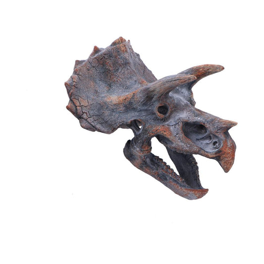 A triceratops skull sculpture with prominent horns and a cracked texture. The object is placed on a plain white background, highlighting its detailed and rugged features.