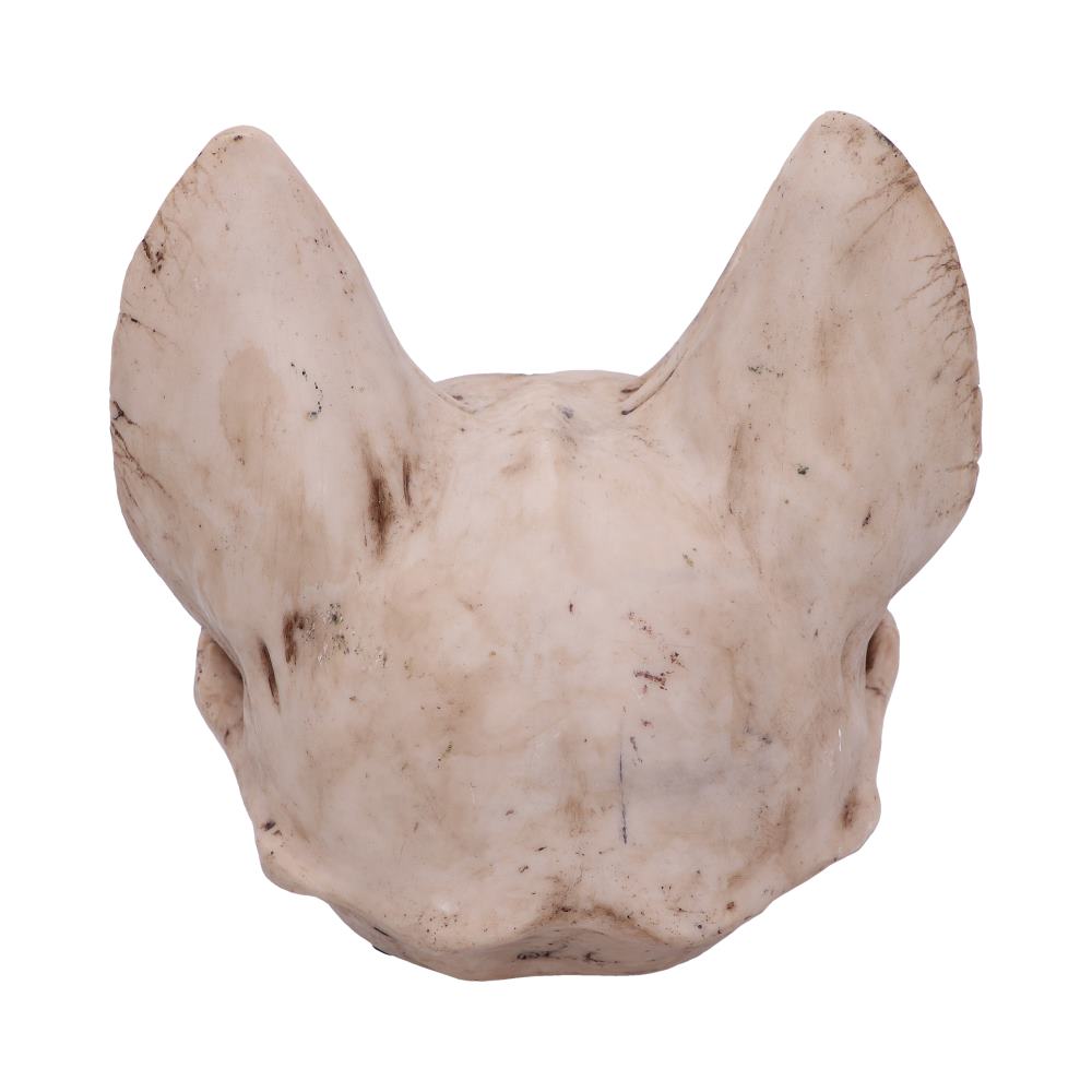 A white animal skull with large, prominent ears is shown from the front, resting against a plain white background.
