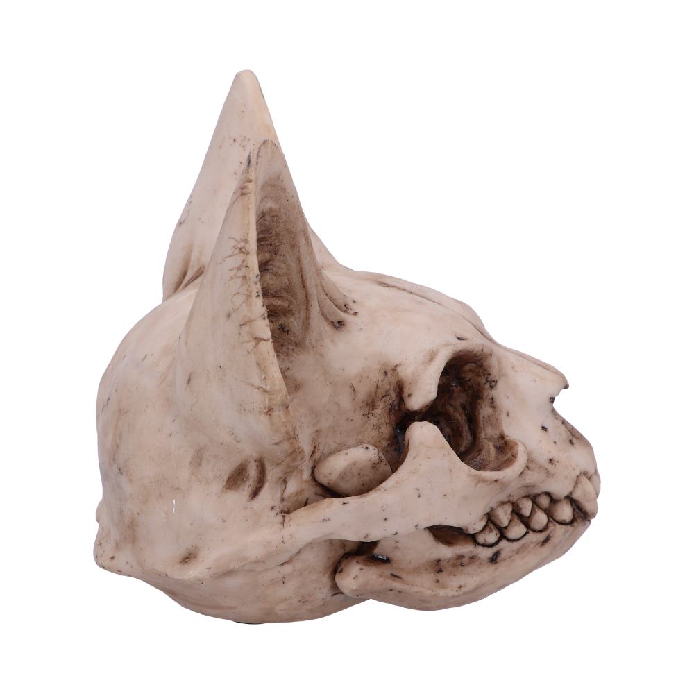 A cat skull sculpture is displayed, featuring exaggerated pointed ears and detailed teeth, resting against a plain white background.