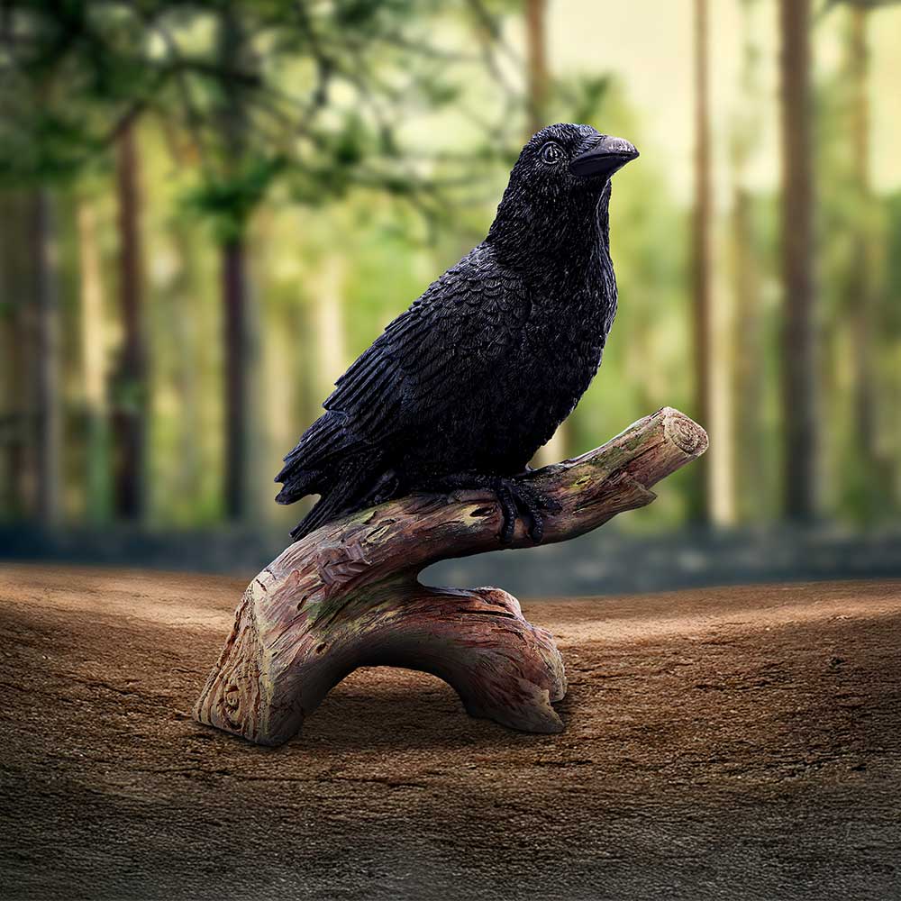 Black crow perches on a gnarled driftwood branch, looking upward while a softly blurred pine forest and earthy ground form a sunlit background.