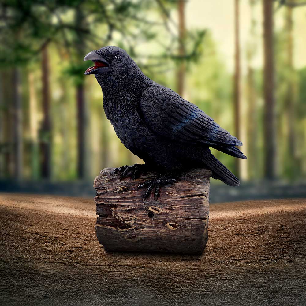Black raven perched on a weathered log, beak open as if calling, set on a textured forest floor with blurred sunlit pine trees in the background.