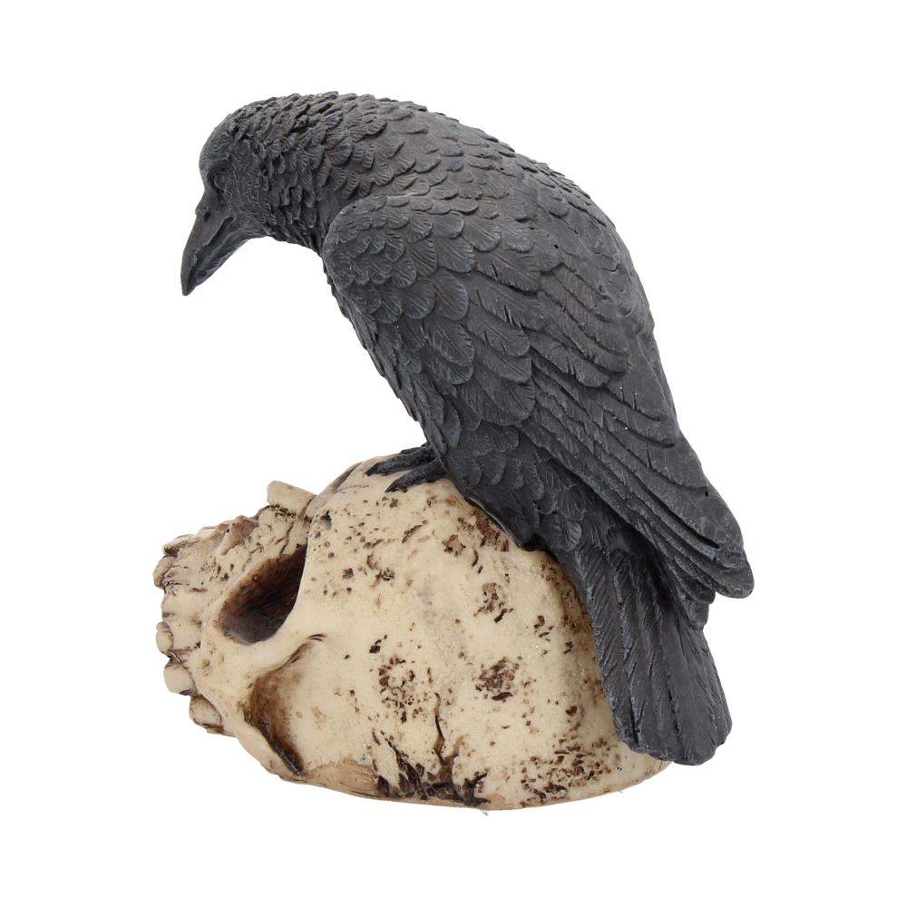 A raven perches atop a weathered human skull. The bird, dark gray in color, looks down. The skull is off-white with brown markings, set against a white background.