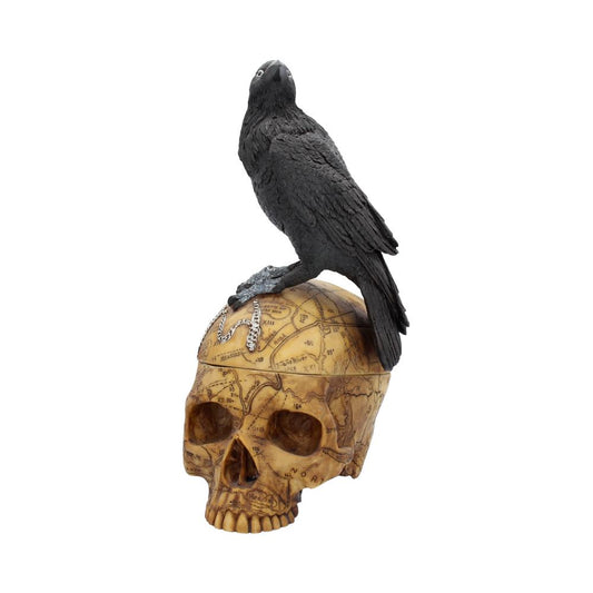 A detailed black crow perches on a beige human skull adorned with a map design, set against a plain white background, conveying a dark, mysterious atmosphere.