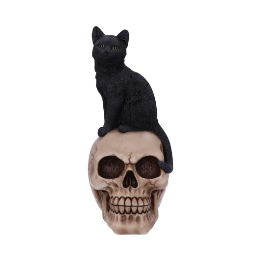 A black cat sits serenely on a realistic human skull against a plain white background, creating a striking and somewhat eerie composition.