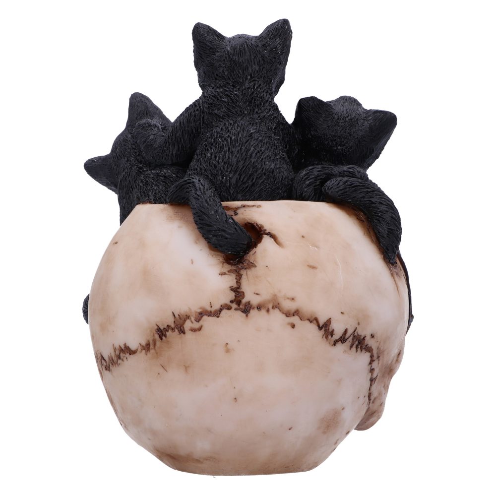 Black cats rest atop and inside a detailed human skull sculpture, which is cracked and worn, creating a mysterious and slightly eerie atmosphere.