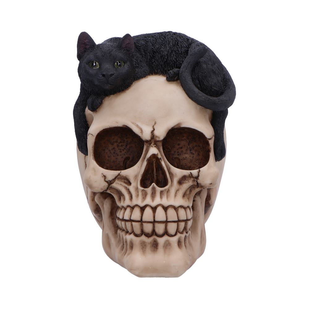 A black cat rests on a realistic human skull, with its body draping along the top, in a plain, isolated setting.