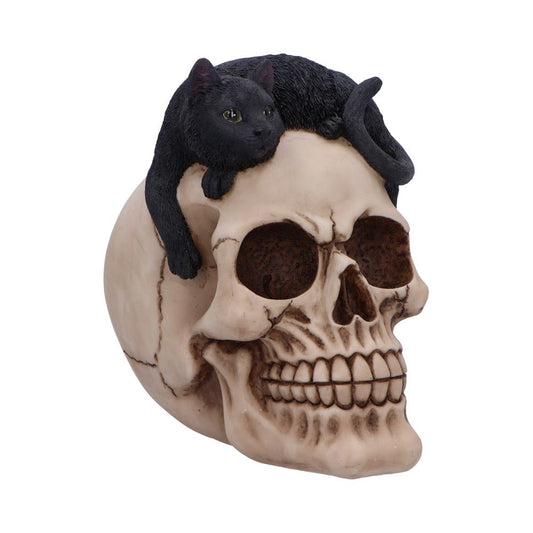 A small, black cat figurine rests on a realistically detailed human skull, with the cat appearing relaxed. The scene is isolated on a plain white background, emphasizing the objects.