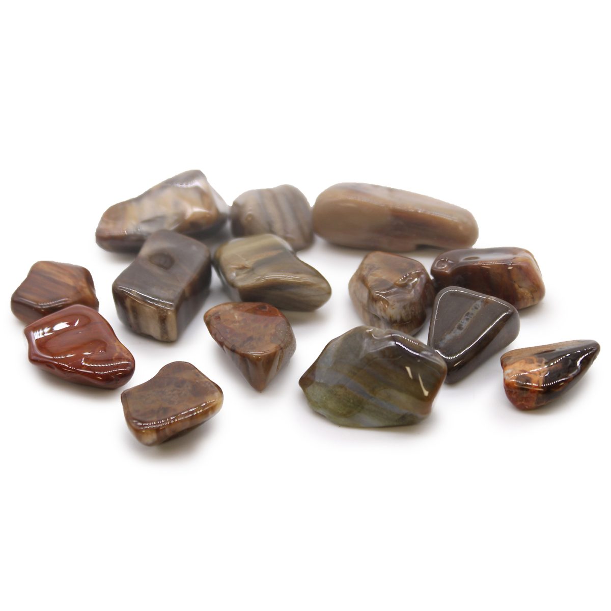 Petrified Wood Medium 24 Pack