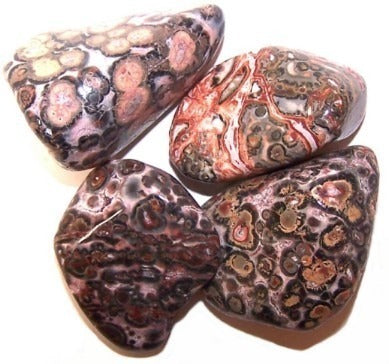 Leopard Skin Large 24 Pack
