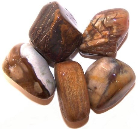 Petrified Wood Large 24 Pack