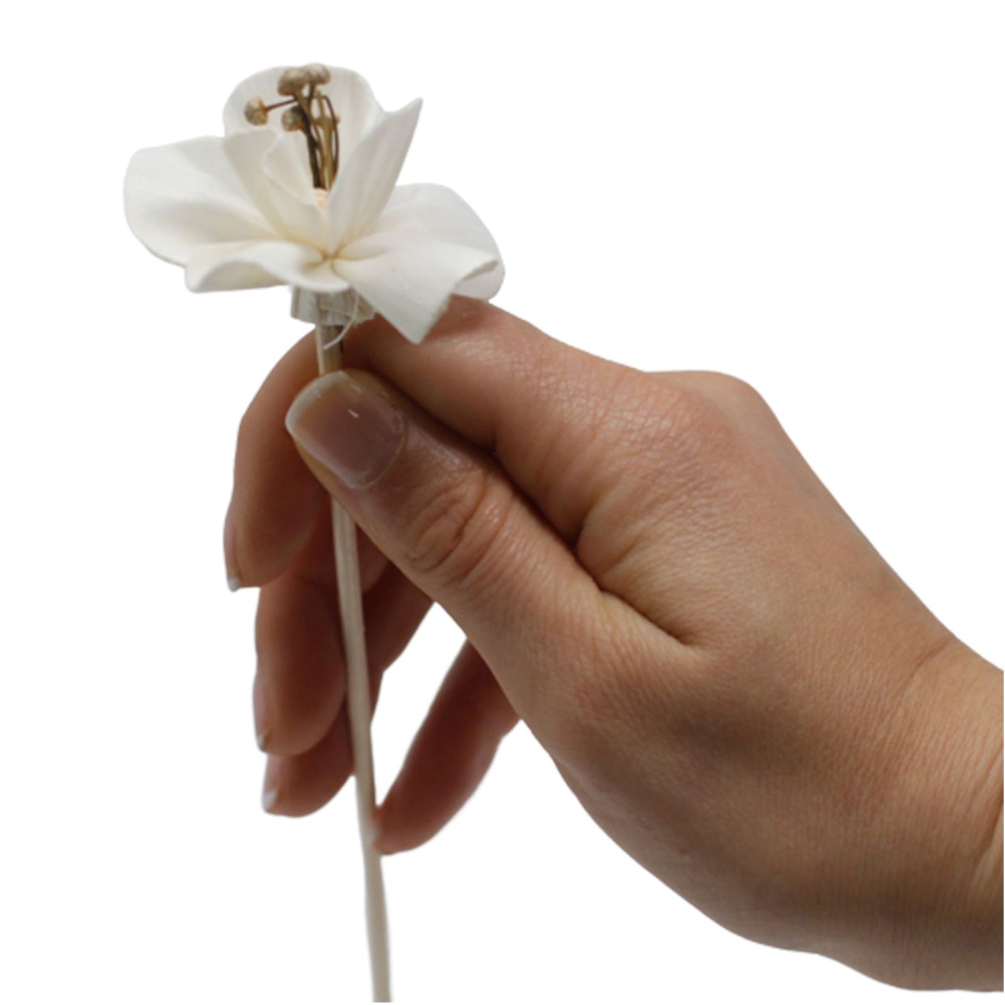 Natural lily diffuser flower on reed sola wood decorative fragrance diffuser accessory