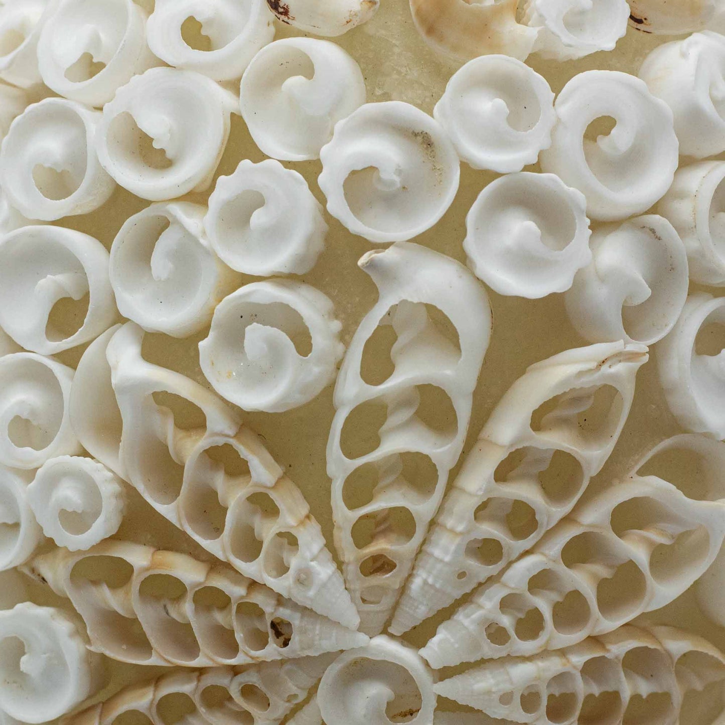 Boho Sea Shell Lamp Cut Art Shell Oval Small