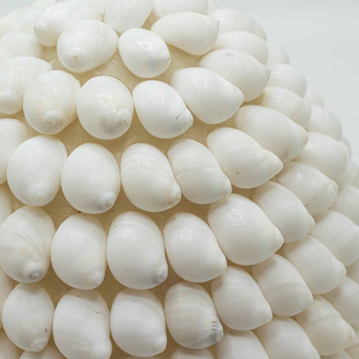 Boho Sea Shell Lamp Buting Shell Oval Small