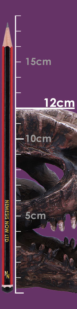 Dilophosaurus Skull