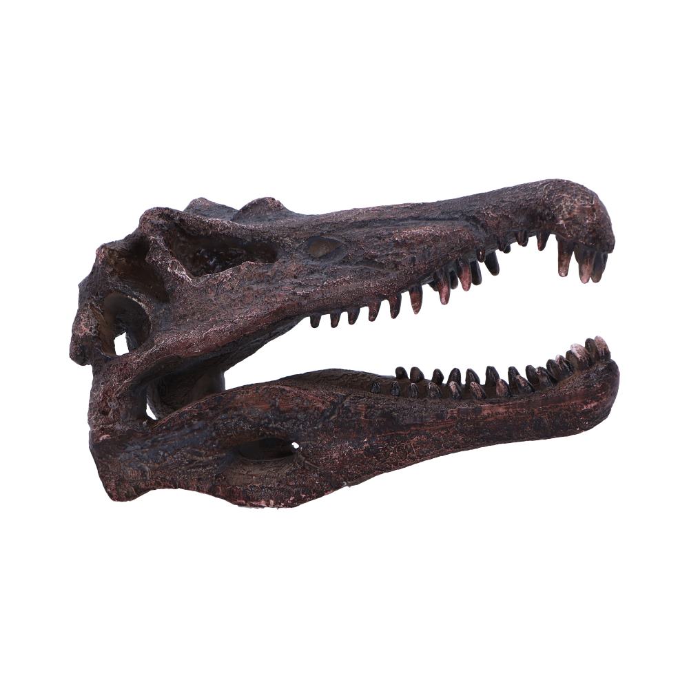 Spinosaurus Skull