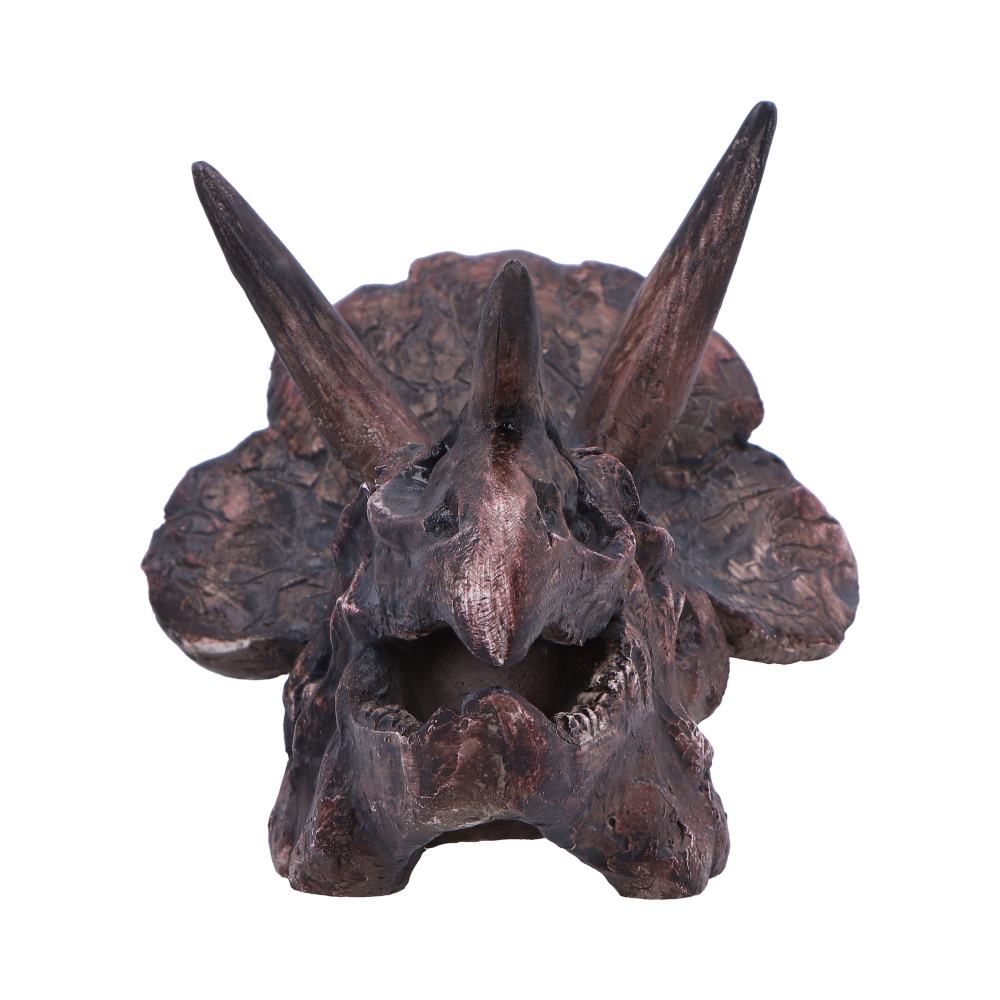 Triceratops Skull