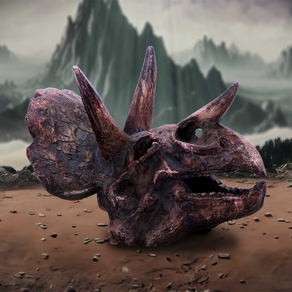 Triceratops Skull