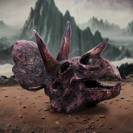 Triceratops Skull