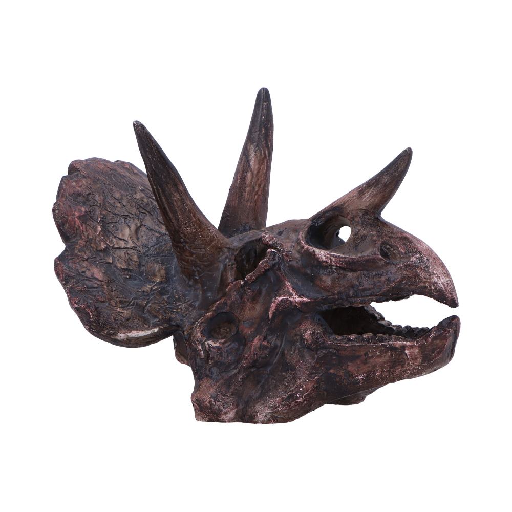 Triceratops Skull