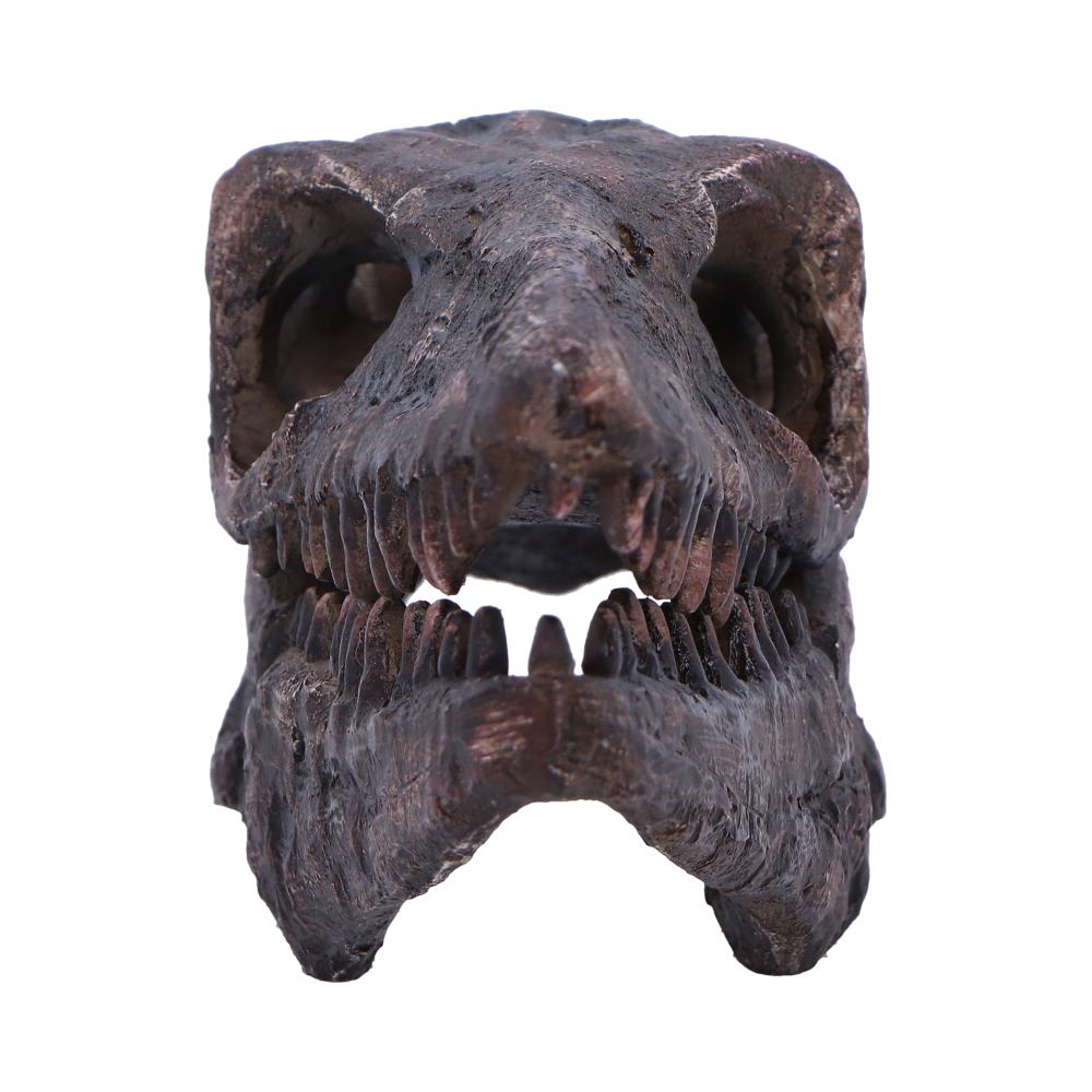 Archaeopteryx Skull