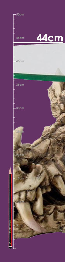 Draconic Relic Dragon Skull Table - Dimension graphic showing 44 cm table height